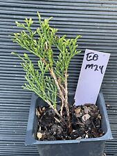 arborvitae plant for sale  Martin