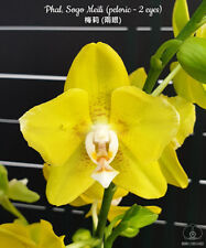 Phalaenopsis sogo meili gebraucht kaufen  Straubenhardt