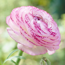 Ranunculus picotee pink for sale  MELTON MOWBRAY
