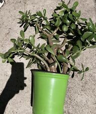 Large jade lucky for sale  Inglewood
