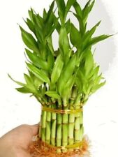 Tier lucky bamboo for sale  Feasterville Trevose