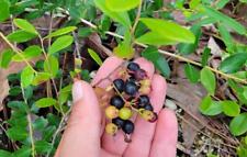 Small black blueberry for sale  Chipley