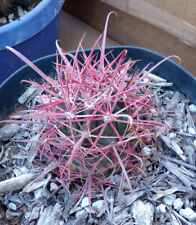 Ferocactus cylindraceus extra for sale  North Las Vegas