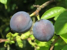 Prunus spinosa prugnolo usato  Napoli