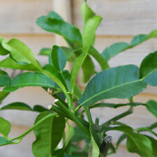 lime tree for sale  IPSWICH