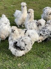 Silkie hatching eggs for sale  SPALDING