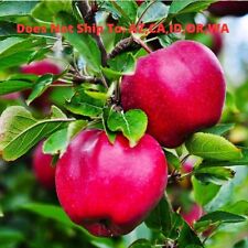 Pink lady apple for sale  Fort Mill