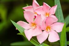 Oleander nerium salmon for sale  Camarillo