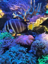 Sailfin tang medium for sale  BRISTOL