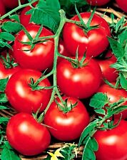 Samen tomate moneymaker gebraucht kaufen  Speckhorn