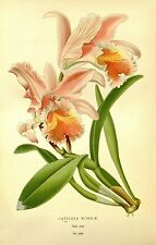 Vintage Floral Reproduction Print - Size 7" x 5" - Cattleya Mossiae - 055 for sale  Shipping to South Africa