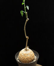 Pyrenacantha malvifolia caudex for sale  Shipping to United Kingdom
