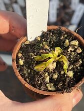 Venus flytrap alien for sale  GRIMSBY