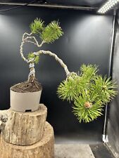 Scots pine bonsai for sale  BROUGH