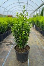 boxwood plant for sale  COLCHESTER