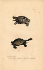 Antique print turtle d'occasion  Expédié en Belgium