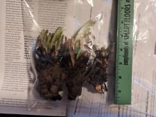 Comfrey root crowns for sale  Brookfield