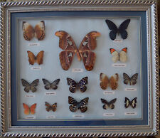 Schmetterlinge atlas moth gebraucht kaufen  Frankfurt