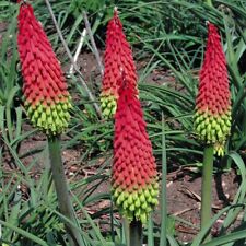 Red hot poker for sale  IPSWICH