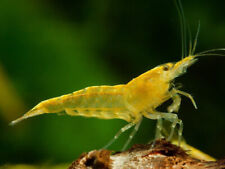 Yellow fire shrimps for sale  GLASGOW