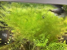 Hornkraut aquarienpflanzen ein gebraucht kaufen  Wollmatingen