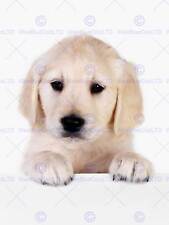 Puppy baby golden for sale  EDINBURGH