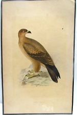 Antique unframed bird for sale  Lubbock