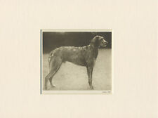 Deerhound original vintage for sale  COLEFORD
