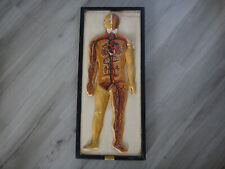 Planche anatomique cabinet d'occasion  Saint-Brevin-les-Pins
