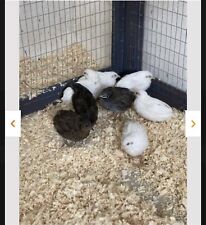 24 Quail eggs Button Chinese painted King quail fertile hatching eggs chicks  for sale  LEICESTER