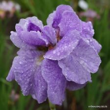 Siberian iris imperial for sale  LAMPETER