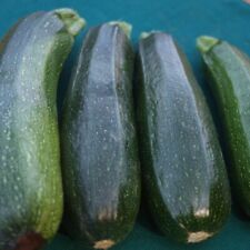 Thompson morgan courgette for sale  IPSWICH