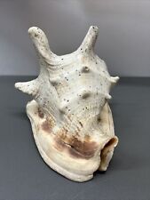 Large natural seashell for sale  Fremont