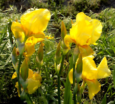 Lot yellow irises for sale  Lenox