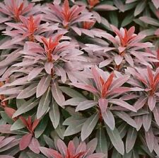 Euphorbia amygdaloides ruby for sale  CREWE