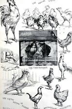 Poultry show 1892 for sale  Brooklyn