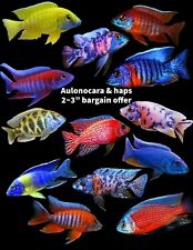 Six malawi cichlids for sale  TELFORD