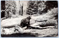 Postcard rppc sequoia for sale  Riverside