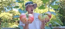 giant tomato plants for sale  Prairie Du Sac
