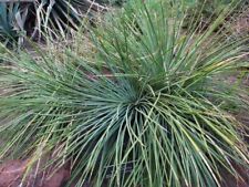 Agave ornithobroma semi usato  Italia