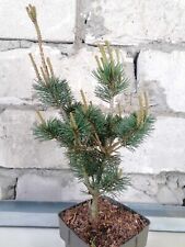 Japanese white pine for sale  Shipping to Ireland