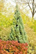 Picea pungens fastigiata for sale  Silverton
