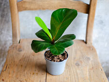 Baby ficus lyrata gebraucht kaufen  Bergheim-Nieder-/Oberaußern