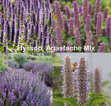Hyssop agastache mix for sale  Sevierville