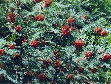 Vogelbeere eberesche sorbus gebraucht kaufen  Lauenburg/ Elbe