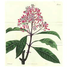 Usado, Gravura rara 1825 Curtis botânica dupla fólio nº 2620, FUCHSIA ARBORESCENS comprar usado  Enviando para Brazil