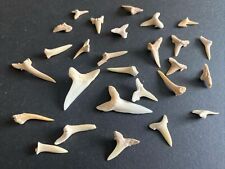 Collection shark teeth for sale  GLASGOW