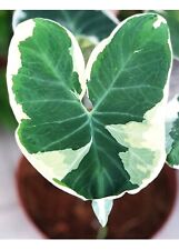 Alocasia Xanthosoma Albo Marginata (“Mickey Mouse”) Variegated Plant ~ Rare, used for sale  Shipping to South Africa