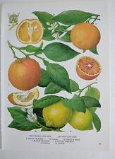 Orange lemon vintage for sale  BIRKENHEAD