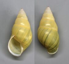 Shells - Amphidromus simonei 30.5 mm.  landsnail - Vietnam for sale  Shipping to South Africa